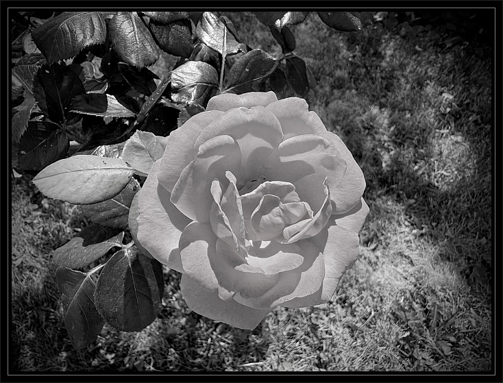 black white rose